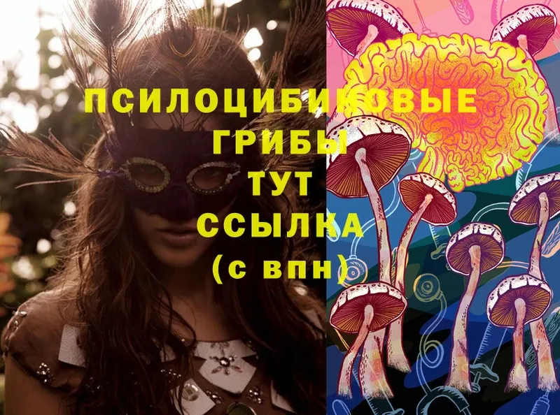 Галлюциногенные грибы ЛСД  маркетплейс как зайти  Светлогорск  купить закладку  kraken как войти 